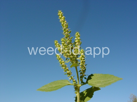 marshelder, annual